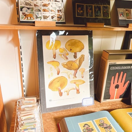 チェコスロバキア　きのこ　博物画　A4サイズ　1959年　P.41