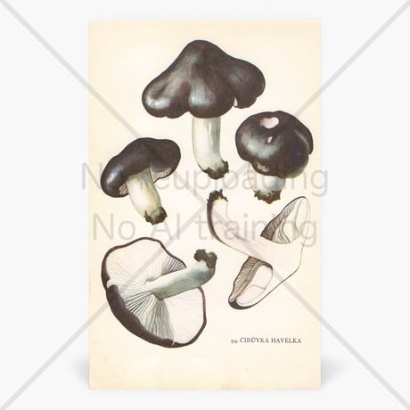 チェコスロバキア　きのこ　博物画　A5両面印刷　1964年　P.93,94