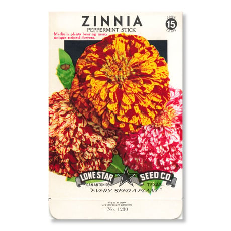 シードパケット　種袋　アメリカ　Zinnia - Peppermint Stick