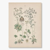 ドイツ　植物博物画　1884年　29ページ