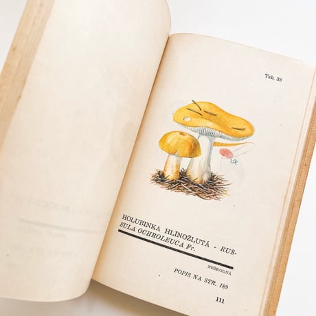 チェコスロバキア　きのこ図鑑　Atlas Holubinek　1945年