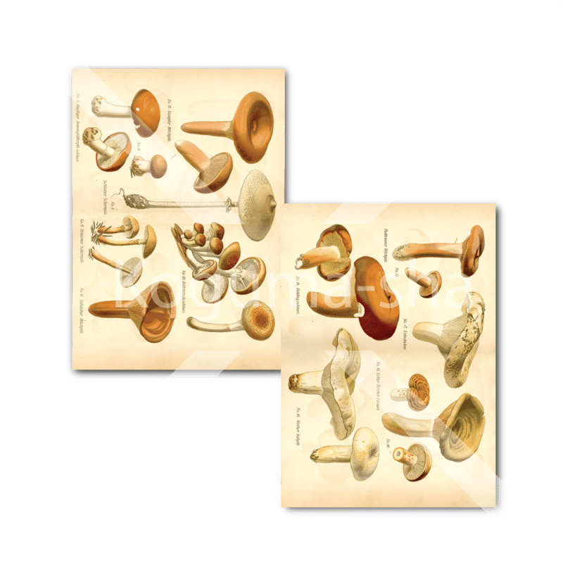 ドイツ アンティークきのこイラスト1 | こぐま舎