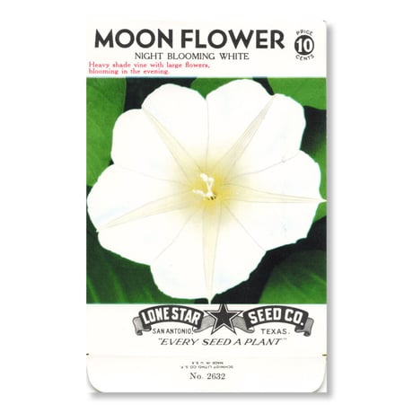 シードパケット　種袋　アメリカ　Moon Flower  - Night Blooming White