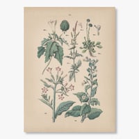 ドイツ　植物博物画　1884年　55ページ