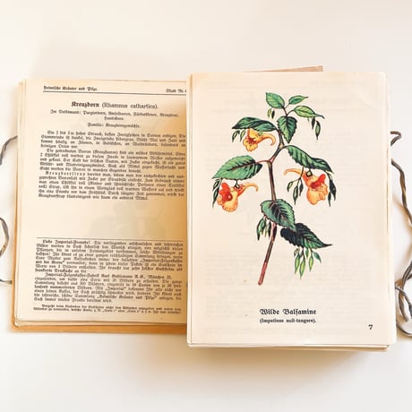 ドイツ　図鑑セット　Heimische Kräuter und Pilze　1925年