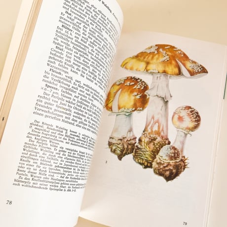東ドイツ　きのこ図鑑　Taschenbuch für Pilzfreunde　1973年