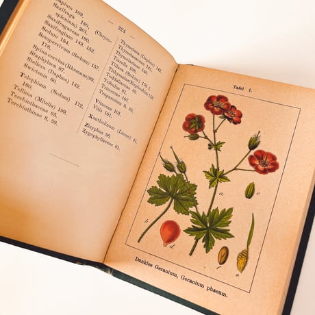 ドイツ　Sturm’s Flora von Deuchland 7 (1904)　植物図鑑