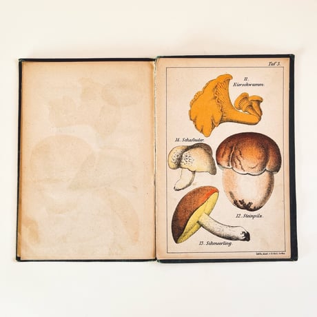 ドイツ　きのこ図鑑　Unsere essbaren Schwämme (1883)