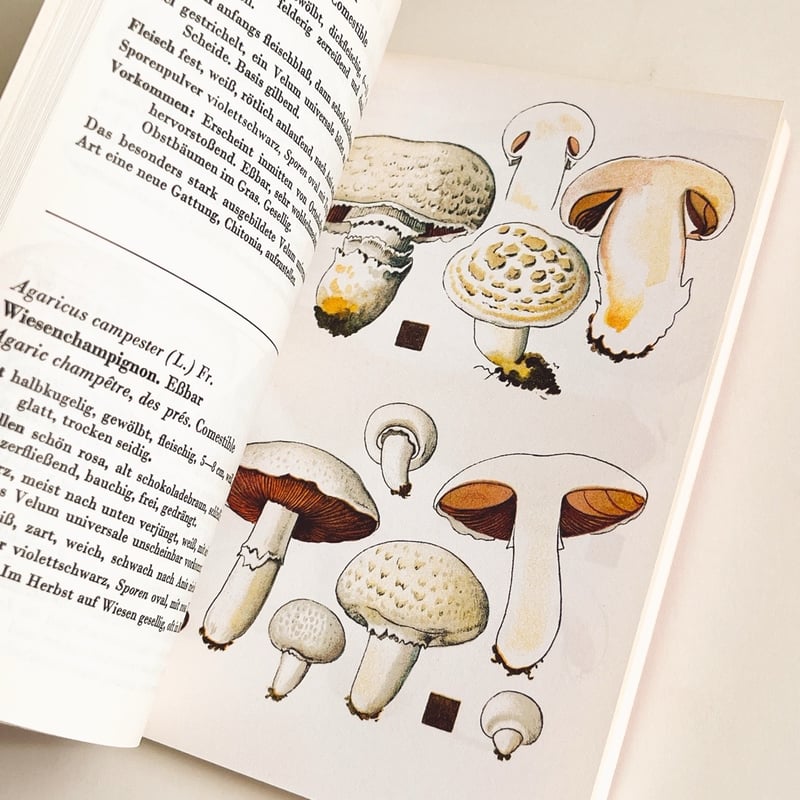 スイス きのこ図鑑 SCHWEIZER PILZTAFELN BAND II | こぐま舎