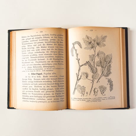 ドイツ　Sturm’s Flora von Deuchland 4 (1904)　植物図鑑