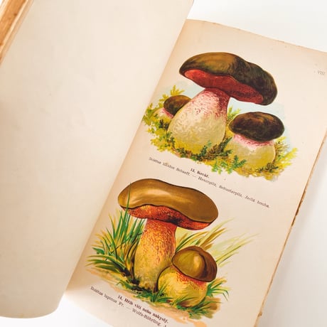 チェコスロバキア　きのこ図鑑　Prírodopis Hub (1930s)