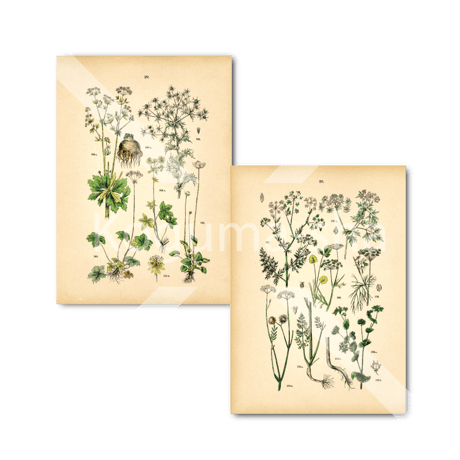ドイツ　アンティーク植物イラスト5
