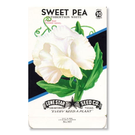 シードパケット　種袋　アメリカ　Sweet Pea - Cuthbertson White