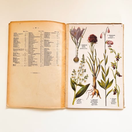ドイツ　植物図鑑　Schreibers Kleiner Atlas der Alpenpflanzen, 1934