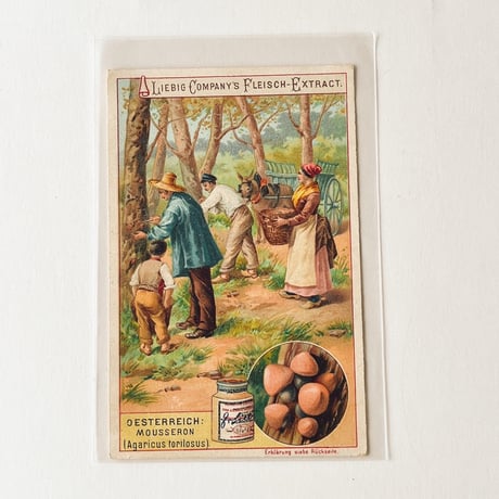 リービッヒ　トレーディングカード - 1897 - Pilze, Österreich: Mousseron [4] (No. 1112)