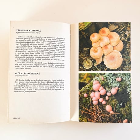 チェコスロバキア　きのこ図鑑　Houby ve fotografii (1977)