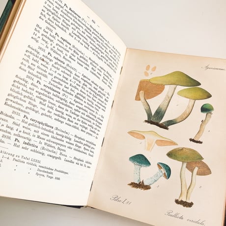 ドイツ　きのこ図鑑　Krytogamen-Flora, Band III, Pilze 2. Teil, 2. Abteilung (Thomé, Migula 1912)