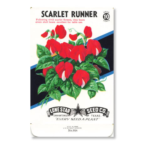 シードパケット　種袋　アメリカ　Scarlet Runner