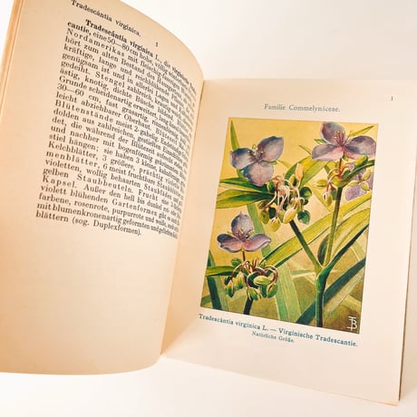 ドイツ　Gartenblumen II. Winterharte Stauden (1927)