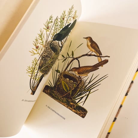 ドイツ　インゼル文庫「Vögel und Nester」No.100（鳥と巣の図鑑）