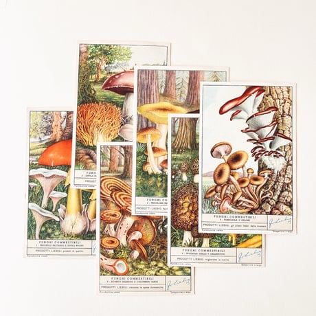 リービッヒ　トレーディングカード　6枚セット　食用きのこ　Funghi Commestibili　1950年代