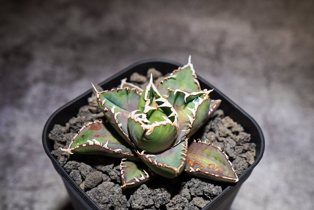 予約受付中】 アガベ・チタノタ 狼人(芽)-025|agave P | wolf 予約受付中】 アガベ・チタノタ 狼人(芽)-025|agave P | wolf