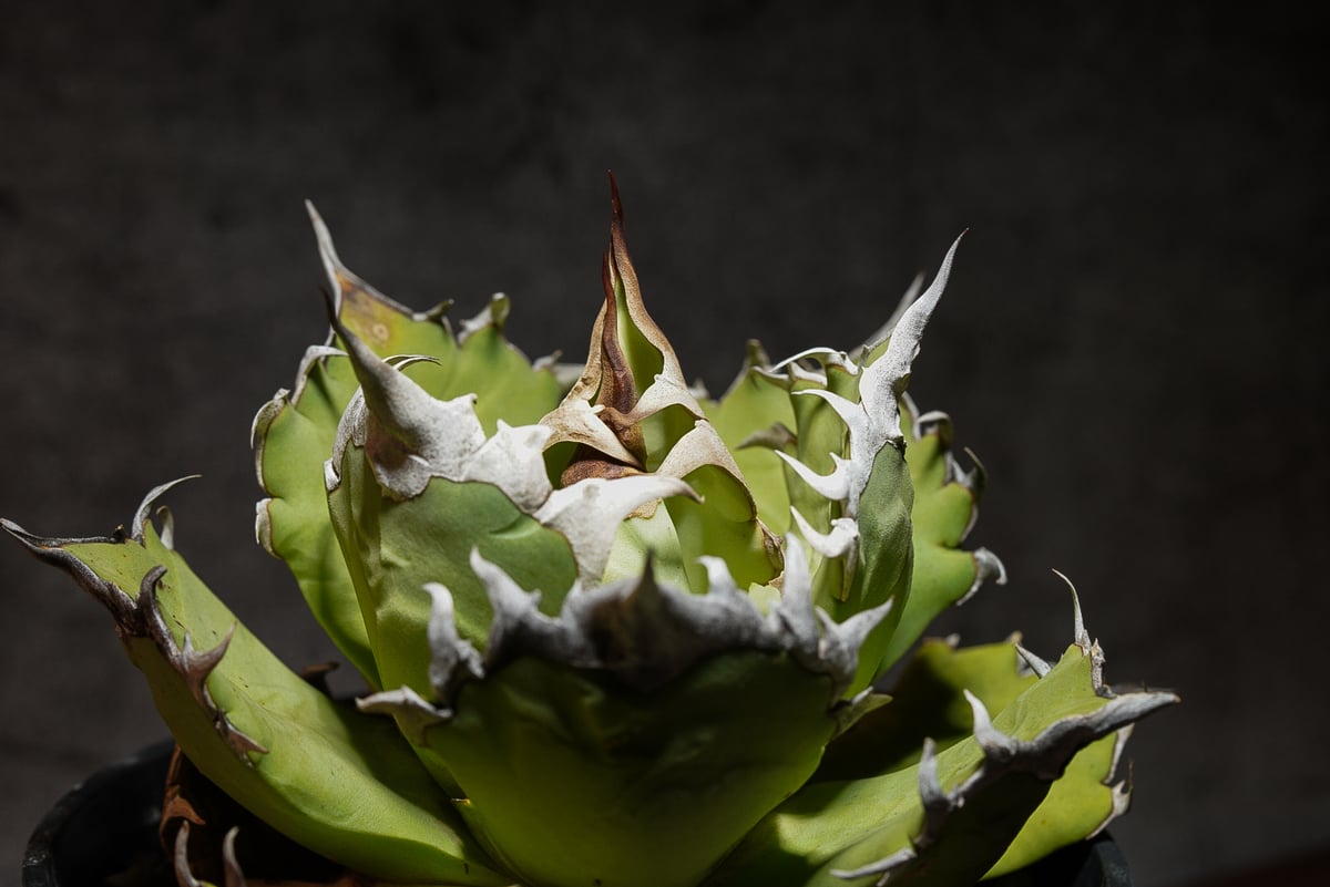 アガベチタノタ 聖火 | AGA BASE 330