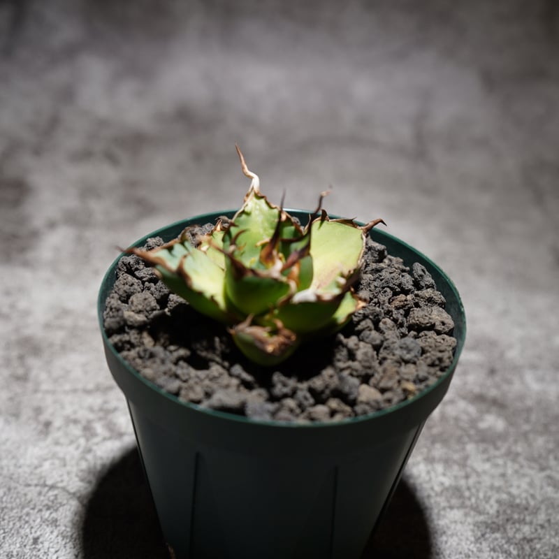 毒刺産 ハデス 子株 | AGA BASE 330