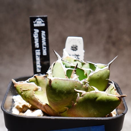 ウシ　アガベ　セット販売　22株 アガベ チタノタ FO-222 STANO LAB産（台湾）001 – linkplants