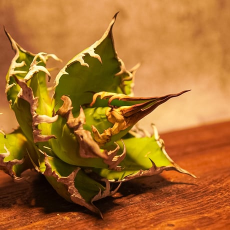 CATEGORY 中株サイズ | AGA BASE 330