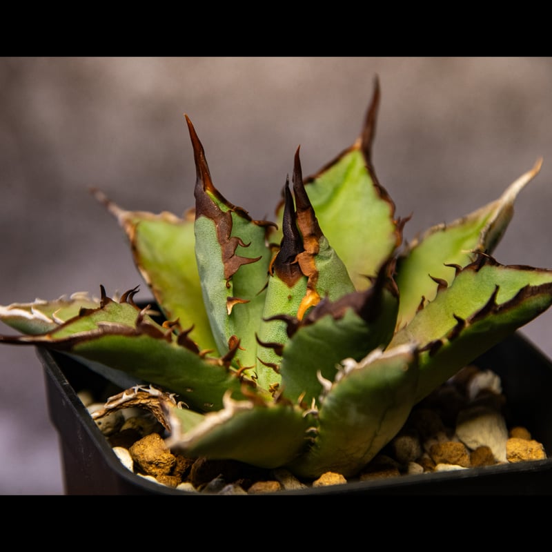 アガベハイブリッド 妖帝 | AGA BASE 330