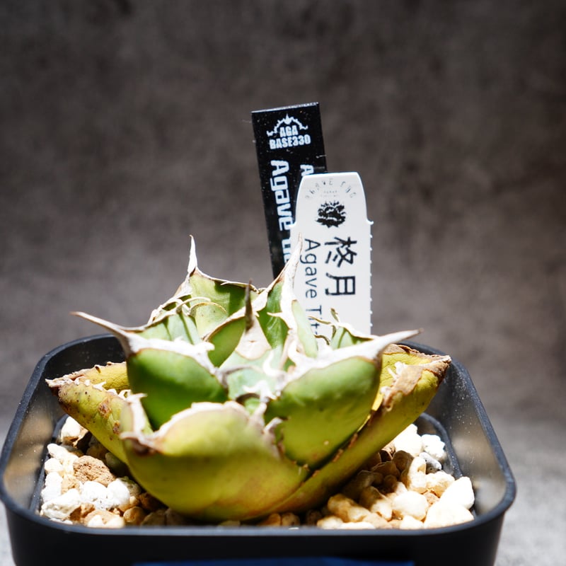 アガベチタノタ 柊月 B | AGA BASE 330