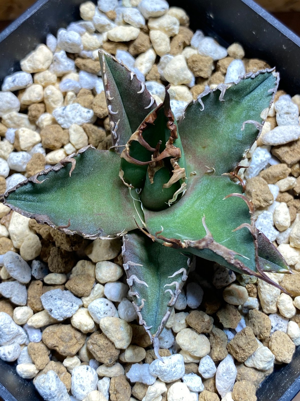 チタノタ（オテロイ）「イタリアメリクロン株」の成長記録＆育て方