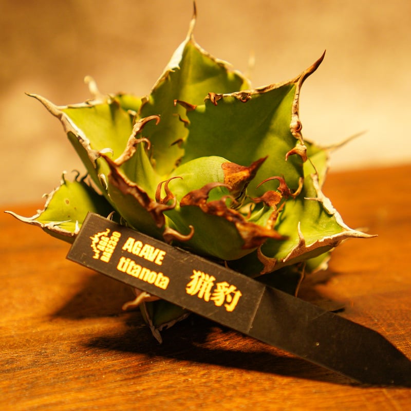 agave titanota cheater 猟豹 アガベ チタノタ チーター 