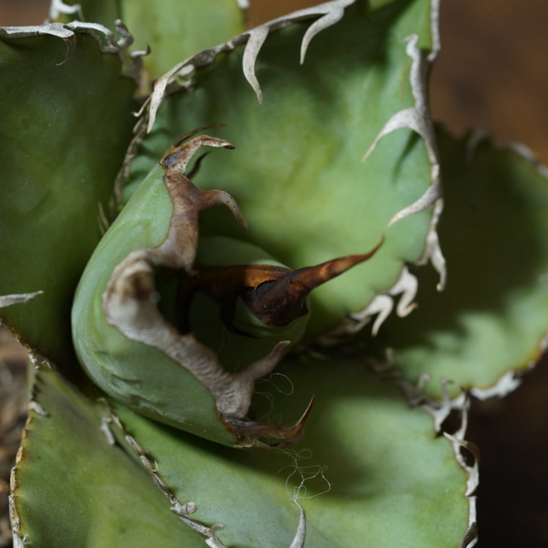 sky 特選実生アガベ | AGA BASE 330