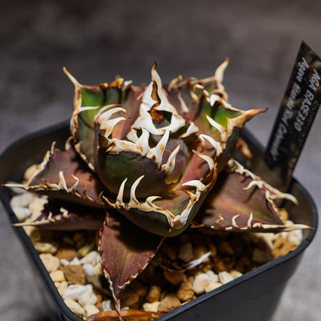 ウシ　アガベ　セット販売　22株 アガベ チタノタ アザラシ 海豹 CS2 agave titanota Compacta