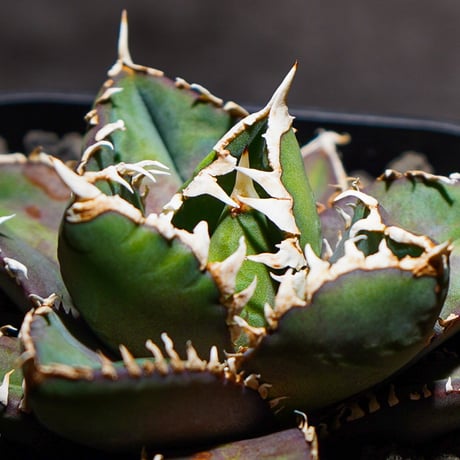 CATEGORY 中株サイズ | AGA BASE 330