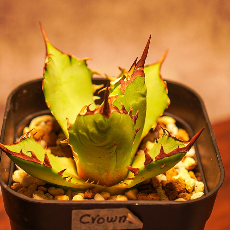 アガベチタノタIRAN crown G | AGA BASE 330