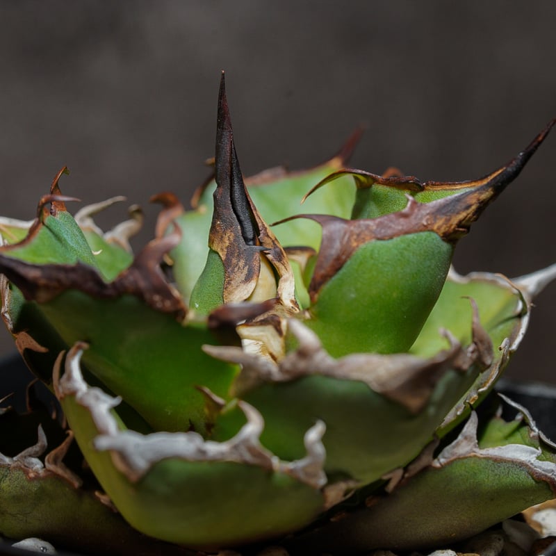 アガベチタノタ ハデス | AGA BASE 330