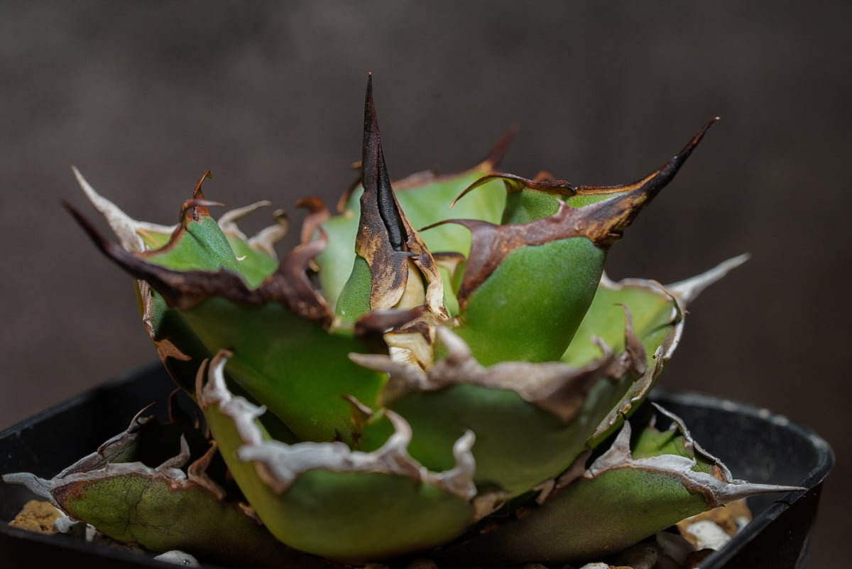 アガベチタノタ ハデス | AGA BASE 330