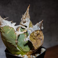 アガベ 白鯨 大株 | AGA BASE 330