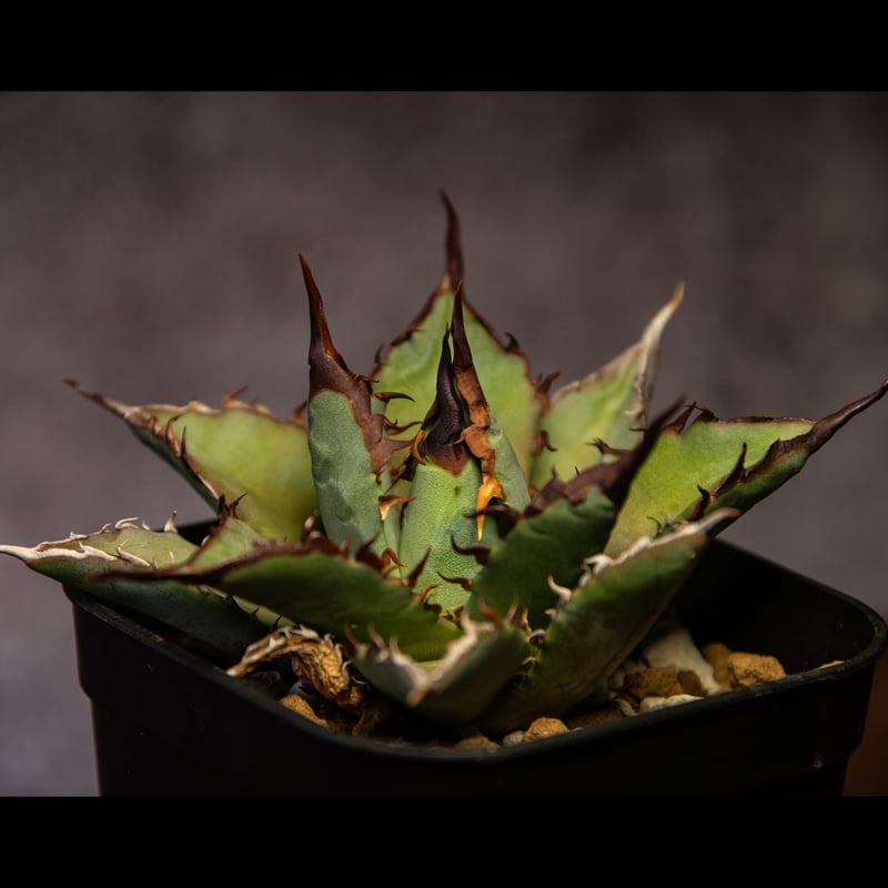 アガベハイブリッド 妖帝 | AGA BASE 330