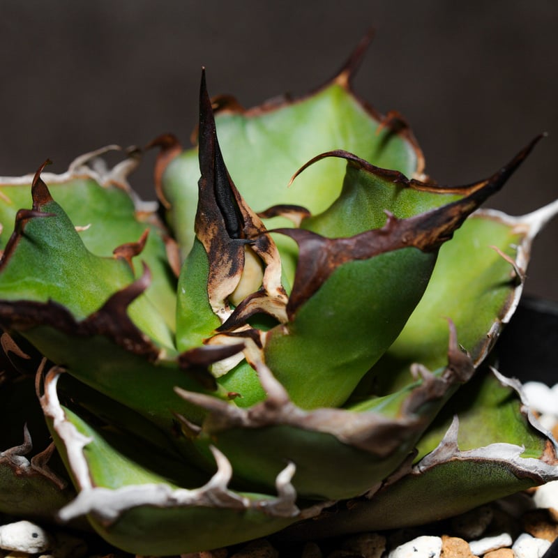 アガベ　ハデス　大株 アガベ チタノタ ハデス 