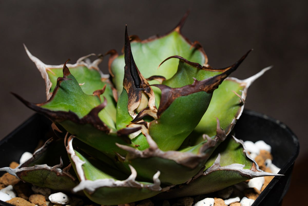 アガベチタノタ ハデス | AGA BASE 330