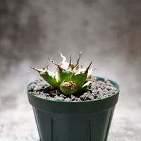 fit=cover,w=200,h=200