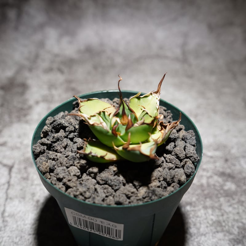 アガベ 毒刺ハデス □□□□□□□□□□□□□□ SE'Collection #ue from #毒刺