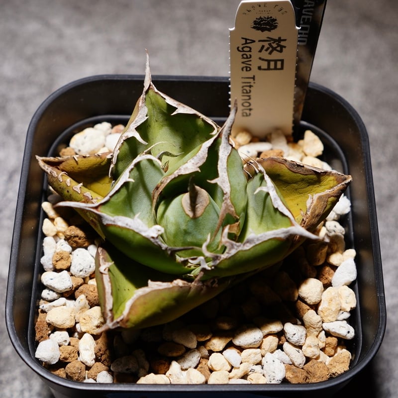 アガベチタノタ 柊月 B | AGA BASE 330