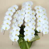 胡蝶蘭ギフト 5本立ち 60輪（つぼみ含む）ご注文7日後からお届け日指定可