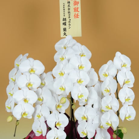 胡蝶蘭ギフト 5本立ち 50輪（つぼみ含む）ご注文7日後からお届け日指定可