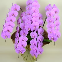胡蝶蘭ギフト ピンク5本立ち 60輪（つぼみ含む）ご注文7日後からお届け日指定可